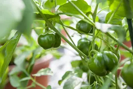 Capsicum annuum (Peper) - afbeelding 71