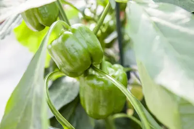 Capsicum annuum (Peper) - afbeelding 73