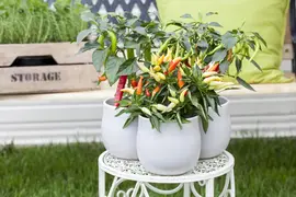 Capsicum annuum (Peper) - afbeelding 95