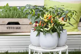 Capsicum annuum (Peper) - afbeelding 96