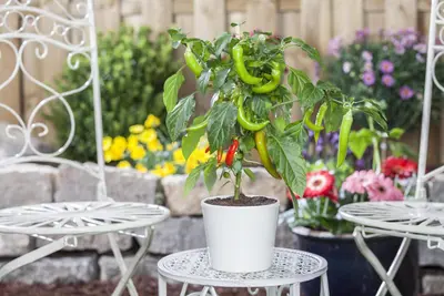 Capsicum annuum (Peper) - afbeelding 102