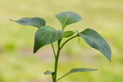 Capsicum annuum (Peper) - afbeelding 104