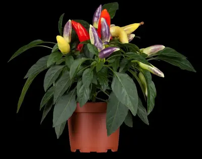 Capsicum annuum (Peper) - afbeelding 21