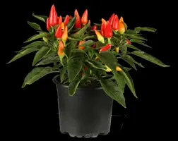 Capsicum annuum (Peper) - afbeelding 8