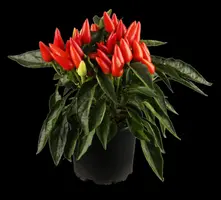 Capsicum annuum (Peper) - afbeelding 11