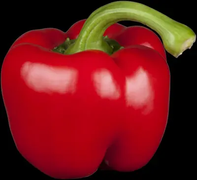 Capsicum annuum (Peper) - afbeelding 22