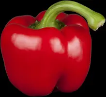 Capsicum annuum (Peper) - afbeelding 22
