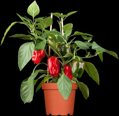 Capsicum annuum (Peper) - afbeelding 58