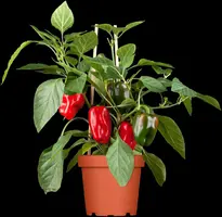 Capsicum annuum (Peper) - afbeelding 58