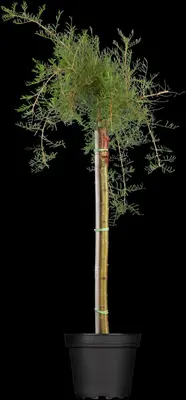 Caragana arborescens 'Pendula' (Erwtenstruik 'Pendula') - afbeelding 1