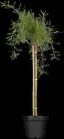 Caragana arborescens 'Pendula' (Erwtenstruik 'Pendula') - afbeelding 1