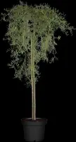 Caragana arborescens 'Walker' (Erwtenstruik 'Walker') - afbeelding 3