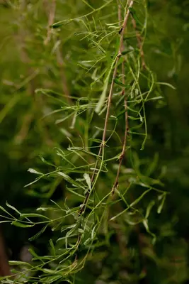 Caragana arborescens 'Walker' (Erwtenstruik 'Walker') - afbeelding 1
