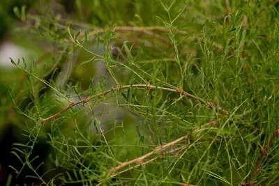 Caragana arborescens 'Walker' (Erwtenstruik 'Walker') - afbeelding 2