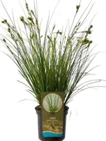 Carex brunnea 'Honeymoon' (Zegge) 20cm - afbeelding 1