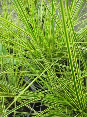 Carex brunnea 'Honeymoon' (Zegge) 20cm - afbeelding 2