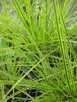 Carex brunnea 'Honeymoon' (Zegge) 20cm - afbeelding 2