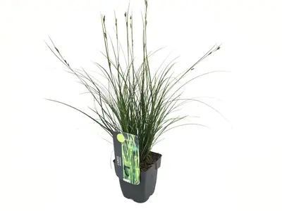 Carex brunnea 'Magic Gree' (Zegge 'Magic Gree') - afbeelding 1