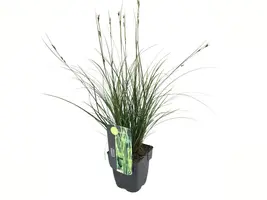 Carex brunnea 'Magic Gree' (Zegge 'Magic Gree') - afbeelding 1