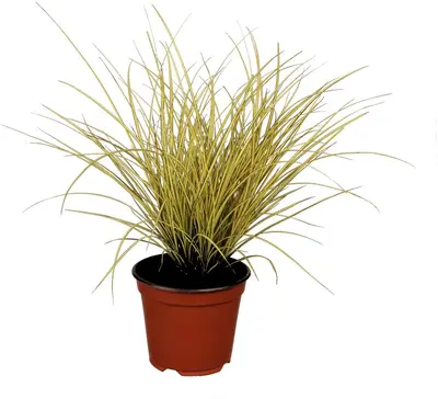 Carex brunnea 'Variegata' (Zegge 'Variegata') - afbeelding 1