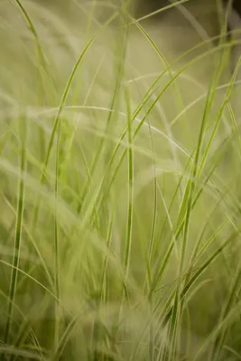 Carex brunnea 'Variegata' (Zegge 'Variegata') - afbeelding 2