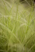 Carex brunnea 'Variegata' (Zegge 'Variegata') - afbeelding 2