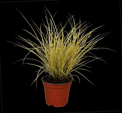 Carex brunnea 'Variegata' (Zegge 'Variegata') - afbeelding 1