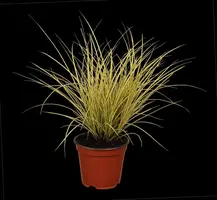 Carex brunnea 'Variegata' (Zegge 'Variegata') - afbeelding 1