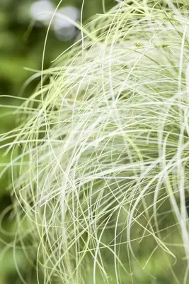 Carex comans 'Frosted Curls' (Zegge 'Frosted Curls') - afbeelding 3