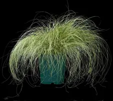 Carex comans 'Frosted Curls' (Zegge 'Frosted Curls') - afbeelding 2