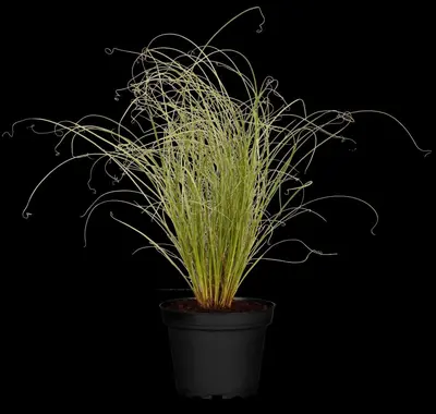 Carex comans 'Frosted Curls' (Zegge 'Frosted Curls') - afbeelding 1