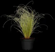 Carex comans 'Frosted Curls' (Zegge 'Frosted Curls') - afbeelding 1