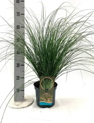 Carex comans 'Phoenix Green' (Zegge) 30cm - afbeelding 1