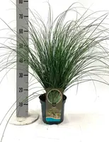 Carex comans 'Phoenix Green' (Zegge) 30cm - afbeelding 1