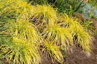 Carex elata 'Aurea' (Zegge 'Aurea') - afbeelding 3