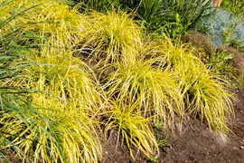 Carex elata 'Aurea' (Zegge 'Aurea') - afbeelding 3