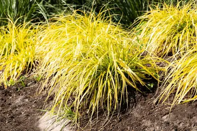 Carex elata 'Aurea' (Zegge 'Aurea') - afbeelding 1