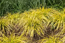 Carex elata 'Aurea' (Zegge 'Aurea') - afbeelding 2