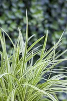 Carex 'Feather Falls' (Zegge 'Feather Falls') - afbeelding 1