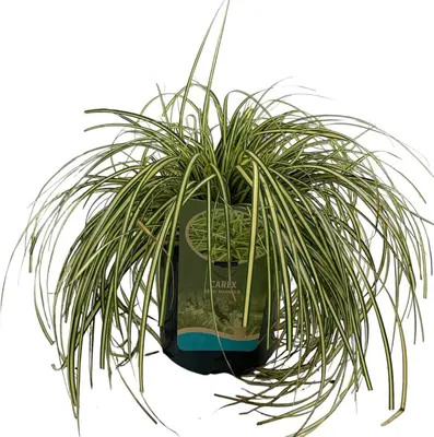 Carex grayi 'Maxigold' (Zegge) 20cm - afbeelding 1