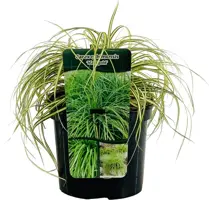 Carex grayi 'Maxigold' (Zegge) 20cm - afbeelding 2