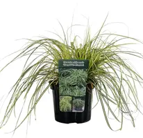 Carex grayi 'Maxigold' (Zegge) 20cm - afbeelding 3