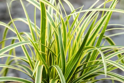 Carex morrowii 'EverColor® Everglow' (Zegge 'EverColor® Everglow') - afbeelding 2
