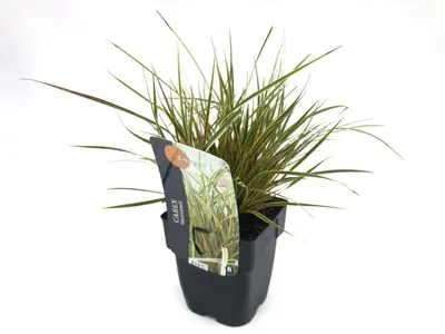 Carex morrowii 'EverColor® Everglow' (Zegge 'EverColor® Everglow') - afbeelding 1