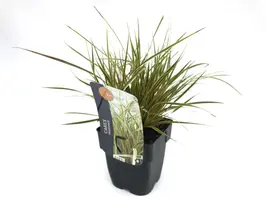 Carex morrowii 'EverColor® Everglow' (Zegge 'EverColor® Everglow') - afbeelding 1