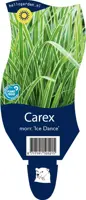 Carex morrowii 'Ice Dance' (Zegge) - afbeelding 1