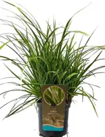 Carex morrowii 'Ice Dance' (Zegge) 30cm - afbeelding 1