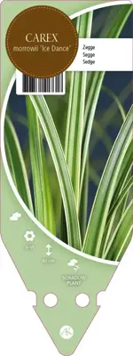Carex Morrowii Ice Dance (Zegge) - afbeelding 1
