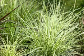 Carex Morrowii Irish Green (Zegge) - afbeelding 4