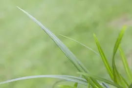 Carex Morrowii Irish Green (Zegge) - afbeelding 5